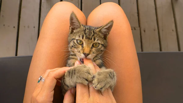 POV: Streicheln eines Kätzchens auf dem Schoß, während es spielerisch die Finger kratzt. — Stockfoto