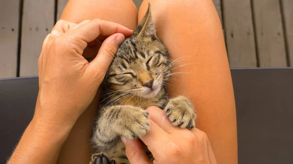 POV: 무릎에 앉아서 천천히 잠들어 가는 어린 새끼 고양이를 쓰다듬는 모습. — 스톡 사진