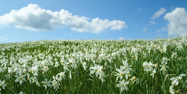 CLOSE UP: Picturesque shot of a blooming pasture in the calm Slovene mountains. — Foto de Stock