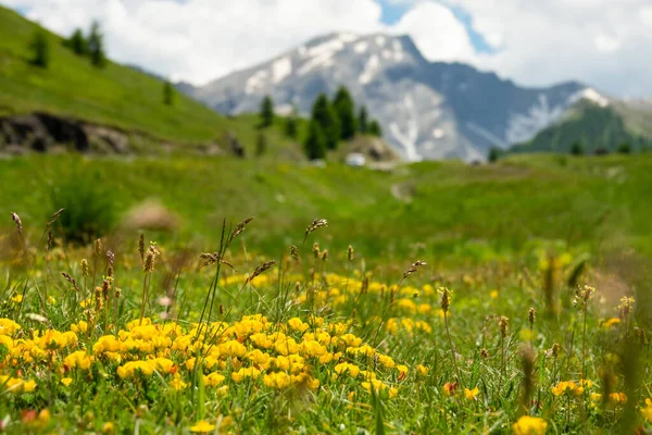 Živé žluté květy zdobí nedotčené louky ve slunných Alpách. — Stock fotografie