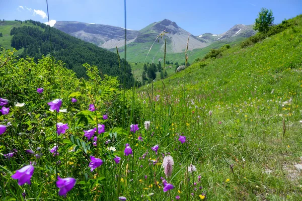 Kvetoucí fialové květy rostou na rozlehlých pastvinách ve francouzských Alpách. — Stock fotografie