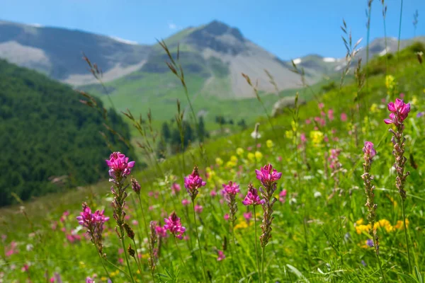 Uzavřete: Kvetoucí růžové květy pokrývají dech beroucí zelené hory ve Francii — Stock fotografie