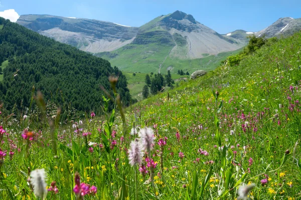UZAVŘIT: Nádherný záběr kvetoucích zelených pastvin ve francouzských horách. — Stock fotografie