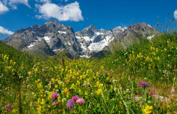 Uzavřít: Hustá tráva a květiny pokrývají pole pod zasněženými horami. — Stock fotografie
