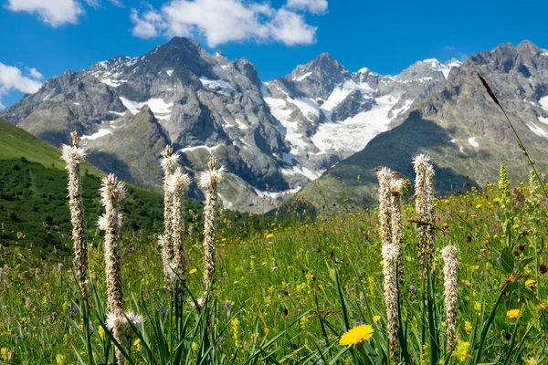 Uzavřít: chlupaté bílé květy rostoucí pod tyčícími se horami Francie. — Stock fotografie