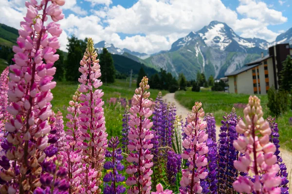 Krásné růžové a fialové květy rostou malebnou stezkou v Alpách — Stock fotografie