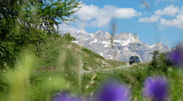 CLOSE UP: Violet flowers obstruct the view of SUV driving down the scenic road. — Φωτογραφία Αρχείου