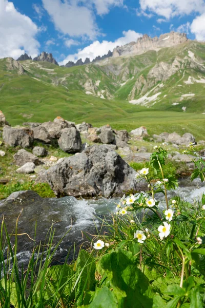 VERTICKÁ UZAVŘENÍ: Krásný záběr květin rostoucích u horského potoka. — Stock fotografie