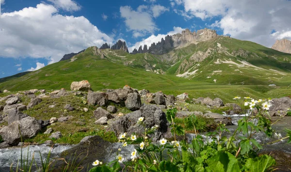 CLOSE UP: White flowers grow by the mountain stream in the beautiful French Alps — Photo