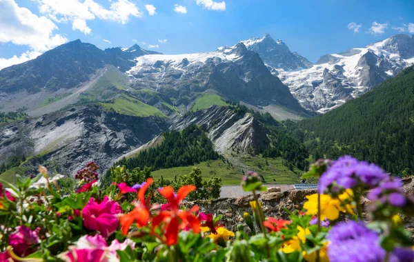 Rozmazané květy kvetou v jarním slunci ve francouzských Alpách. — Stock fotografie