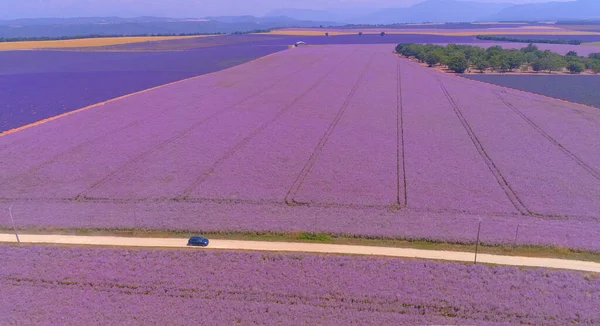 AERIAL: Jazda samochodem wzdłuż malowniczej drogi biegnącej przez rozległe pola lawendy. — Zdjęcie stockowe