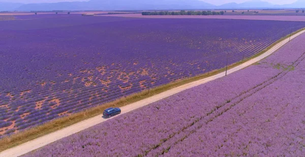 DRONE Latanie nad SUV-em jadącym drogą wiejską prowadzącą obok pól lawendowych — Zdjęcie stockowe