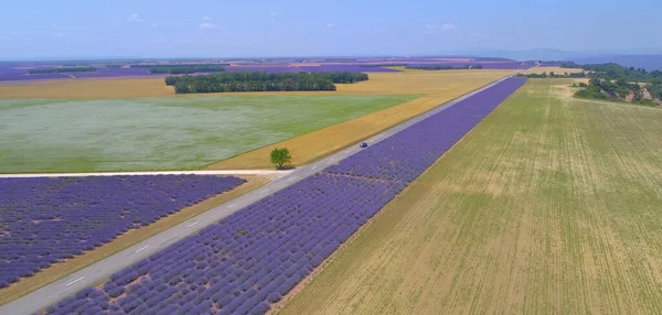 DRONE: SUV drives past large fields of wheat and lavender during a road trip. — Stockfoto