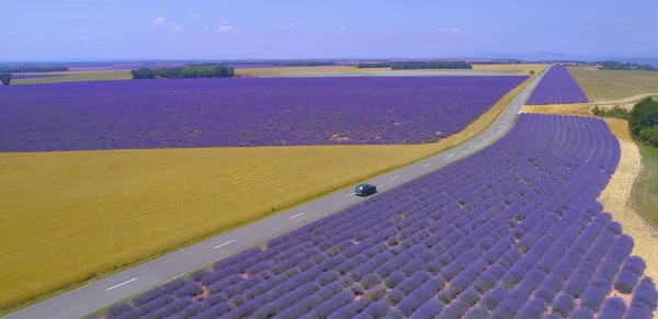 AERIAL: SUV driving down an asphalt road leading past wheat and lavender fields — Stok fotoğraf