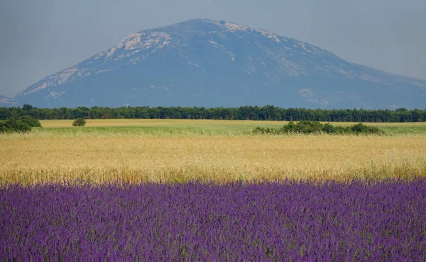 Picturesque view of the colorful fields of wheat and lavender in sunny Provence. — Stock Photo, Image
