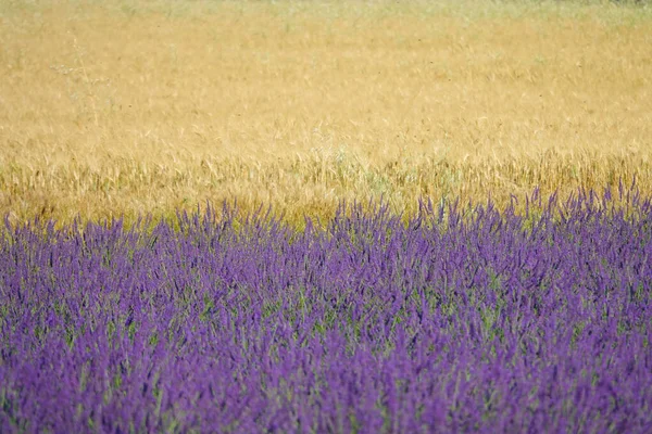 CLOSE UP: Golden wheat and fragrant fields of lavender meet in sunny countryside — стоковое фото