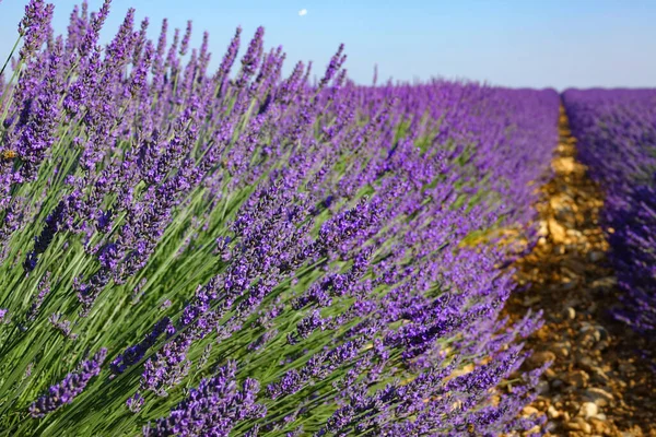 CLOSE UP: Beautiful shot of long rows of lavender stretching out into distance — стоковое фото