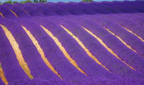 UZAVŘIT Ohromující pohled na venkovskou krajinu Provence pokrytou fialovou levandulí — Stock fotografie