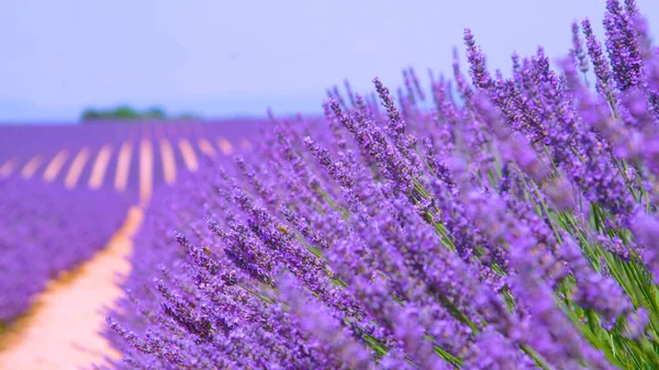 MACRO: Dvě malé včely létající kolem voňavých levandulových keřů v Provence. — Stock fotografie