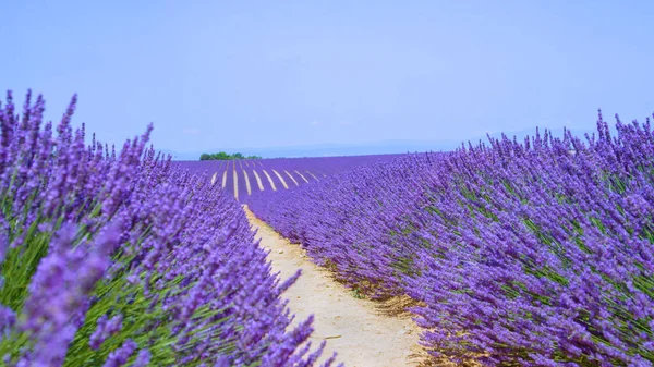 CLOSE UP: Picturesque shot of long rooms of vibrant violet lavender shrength. — стоковое фото