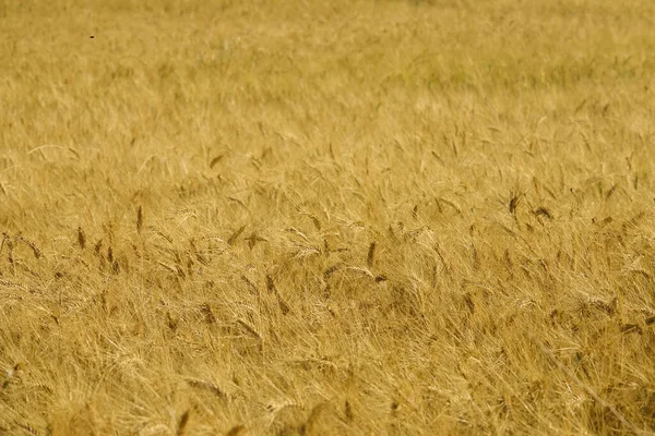 CLOSE UP: Ripe golden wheat before harvest moving in the gentle summer breeze. — Stock Photo, Image