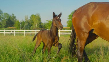 Büyüleyici kahverengi tay, büyük otlakta annesini takip ediyor..