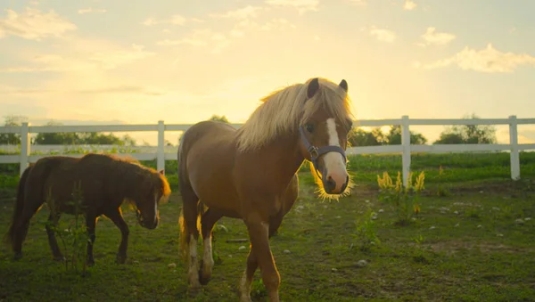 Two cute brown ponies walk around the empty grassfield on sunny summer evening. — 스톡 사진