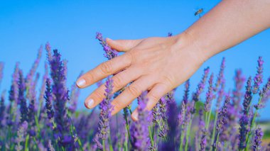 Turist kız elini aromatik menekşe lavanta çalılarının üzerine sürüyor..