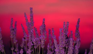 Pembe ve kırmızı renkli gökyüzü Provence 'deki lavanta alanını aydınlatıyor..