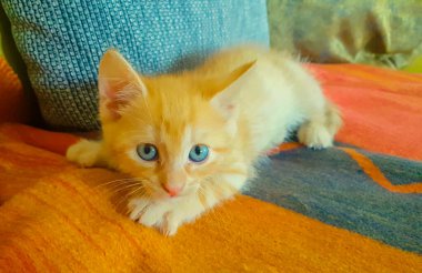 Sevimli kedi yavrusu kanepede yatarken etrafına bakıyor..