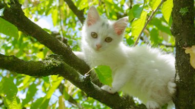 Sevimli pofuduk beyaz kedi yüksek bir ağaç dalından kameraya bakıyor..