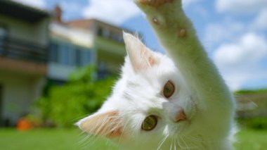 Sevimli beyaz kedi yavrusu, narin patisini kameraya doğru sallıyor.