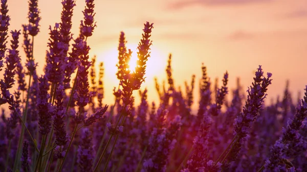 CLOSE UP: Golden summer evening sunbeams shine on the aromatic lavender shrub. — Stock Photo, Image