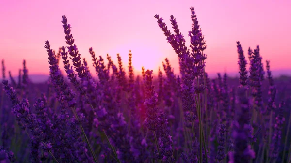 LENS FLARE: Szenischer Sonnenaufgang, der die aromatischen Lavendelsträucher erhellt. — Stockfoto