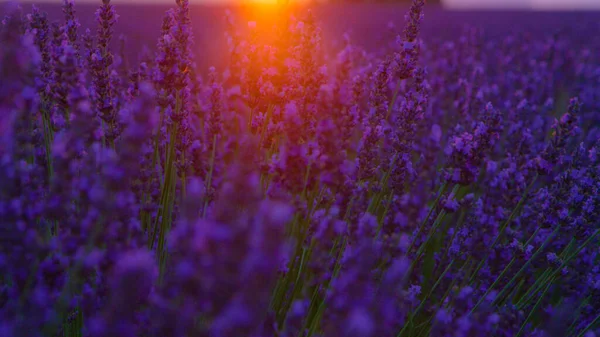 紧密相连，道夫：温暖的夏日夕阳照亮了薰衣草美丽的田野. — 图库照片