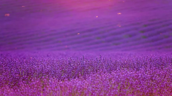 CERRAR: Los insectos vuelan sobre los arbustos de lavanda iluminados por el sol en una tranquila noche de verano. — Foto de Stock