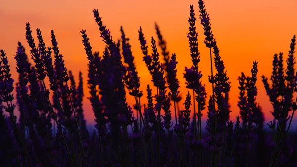 CLOSE UP: Детальный вид силуэтов фиолетовых стеблей лаванды на восходе весеннего солнца. — стоковое фото