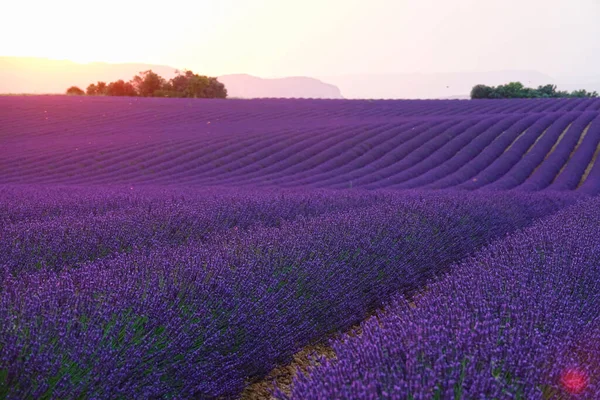 DRONE: El sol de la tarde sale de detrás de las colinas e ilumina los campos de lavanda. — Foto de Stock