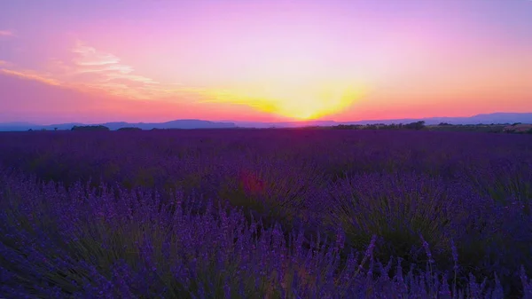 AERIAL Létání nad dlouhými řadami kvetoucí levandule osvětlené východem slunce — Stock fotografie