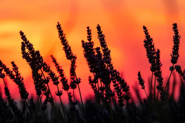 SILHOUETTE: Picturesque shot of a field of lavander and the colored evening sky — стоковое фото