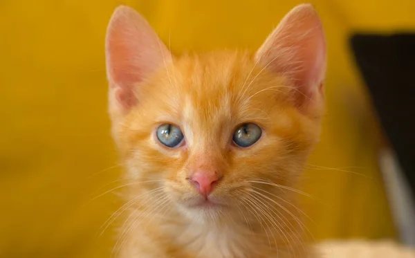 Ritratto: Adorabile gattino zenzero che guarda la macchina fotografica con gli occhi azzurri. — Foto Stock