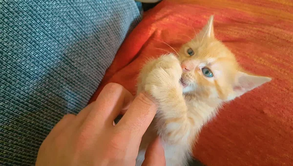 FECHAR-se adorável laranja tabby gato mordisca em meninas dedos enquanto deitado no sofá — Fotografia de Stock