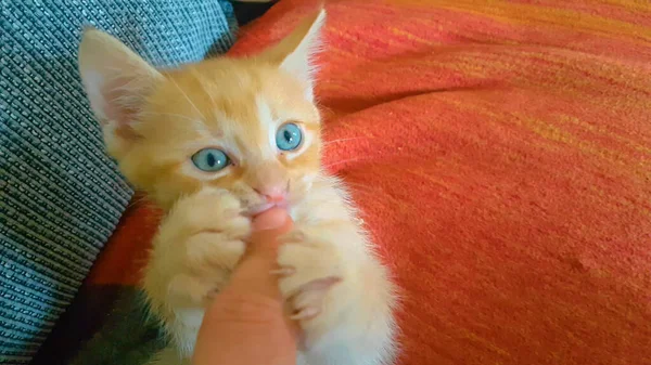CLOSE UP: Lovely little orange baby kitten bites and claws the woman's finger. — Stock Photo, Image