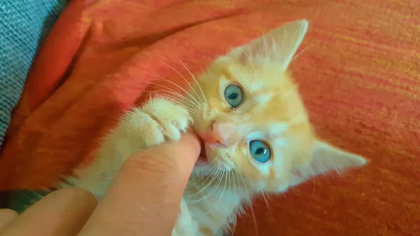 CLOSE UP: Frisky orange furry baby kitten bites and claws the woman's finger. — Stock Photo, Image