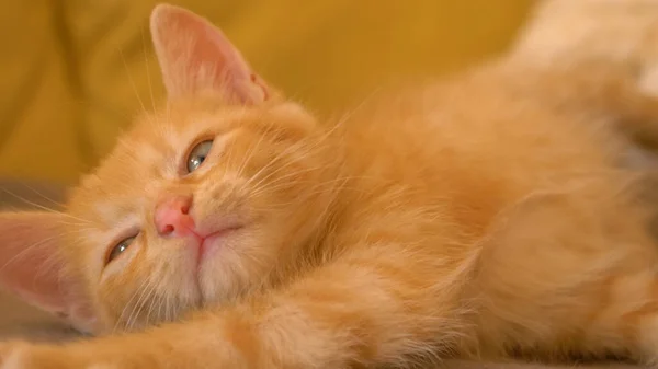 CLOSE UP: Cute orange tabby cat stretches after sleeping on comfortable couch. — 스톡 사진