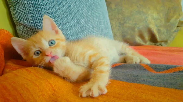 CLOSE UP: Cute orange baby kitty licking its tiny paw while lying on the couch. — Stock Photo, Image