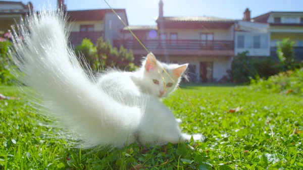 Sevimli beyaz kürklü kedi yavrusu uzun bir çimen sapıyla oynuyor.. — Stok fotoğraf