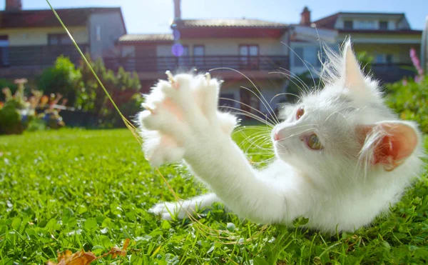 가까이 다가가서: 뒷마당에 누워 풀잎을 가지고 노는 장난기많은 흰 고양이. — 스톡 사진