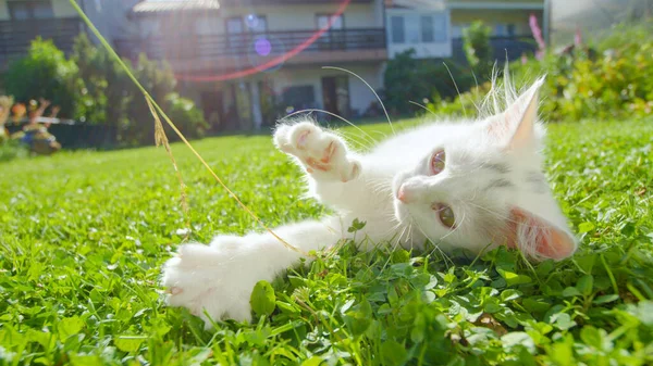 CLOSE UP: Small white cat playing in garden bites a stem of grass held by owner. — Stock Photo, Image