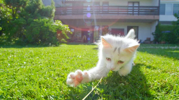 LENS FLARE: Cute white baby kitten swipes its little paw at the stalk of grass. — 스톡 사진